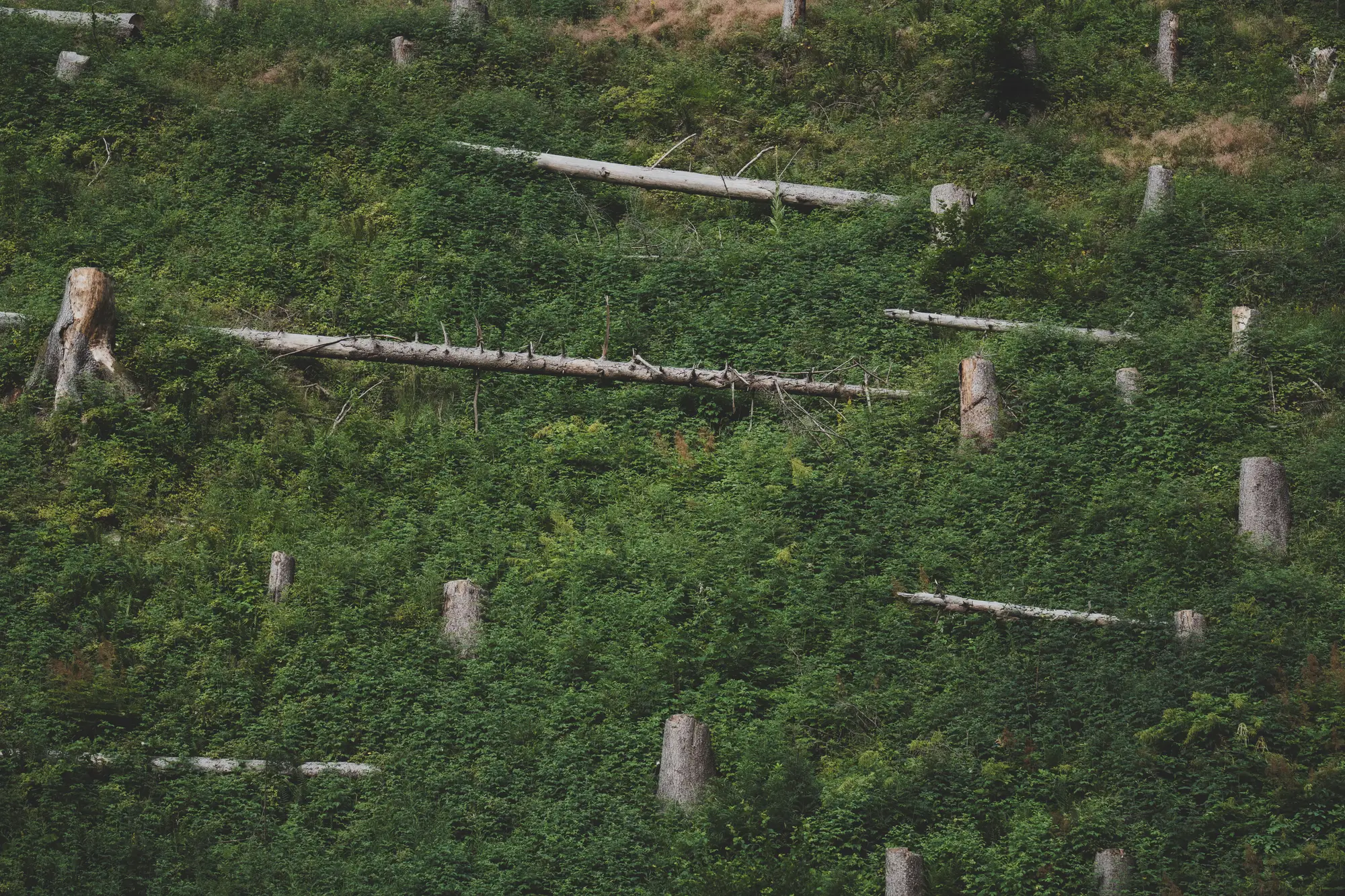 A steep felled slope gone over to bracken and low growth around old stumps