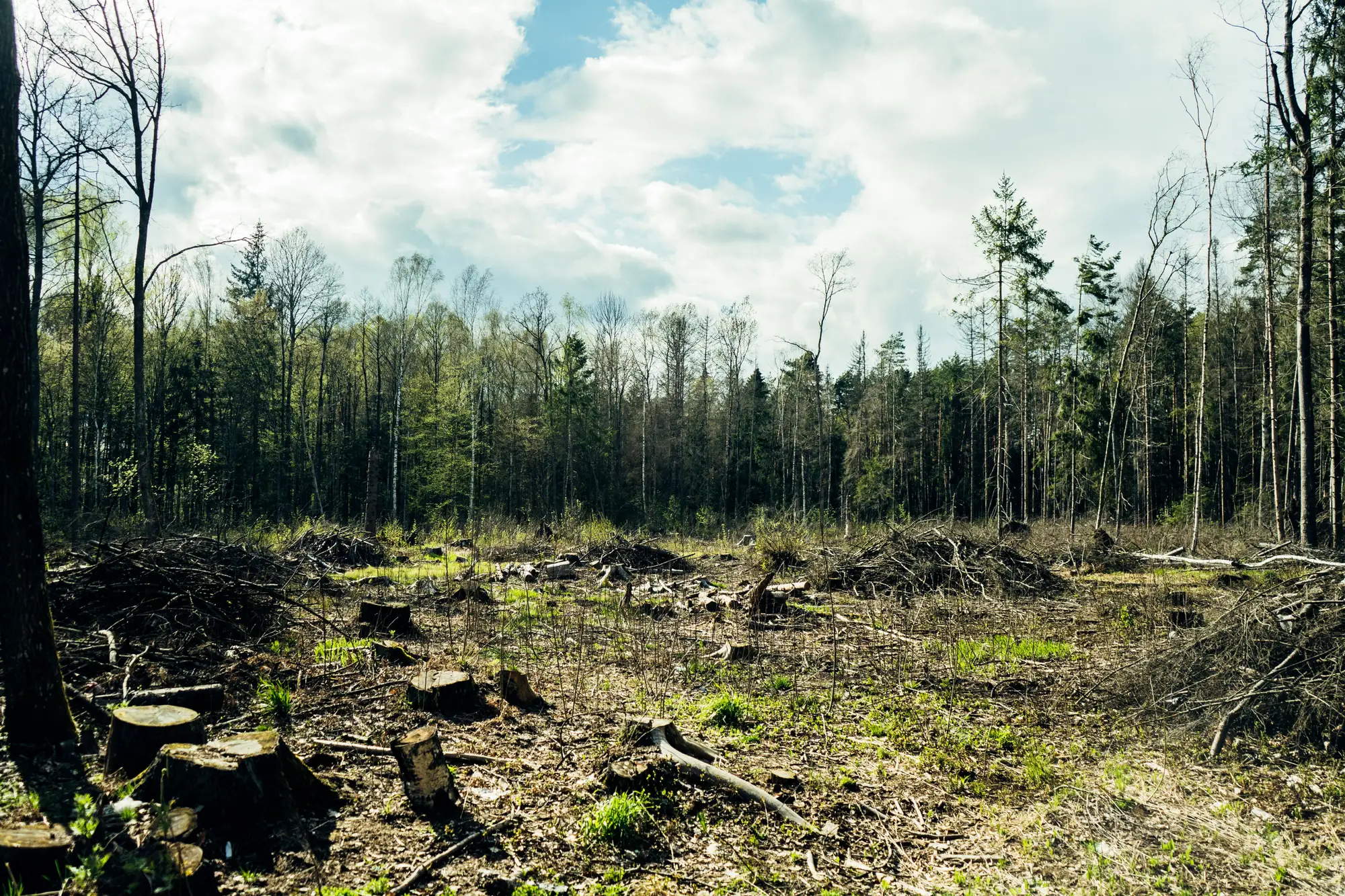 A felled block with stumps and brash in the foreground and standing forest behind